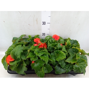 Begonia tuber. 'Fortune Orange Shd'