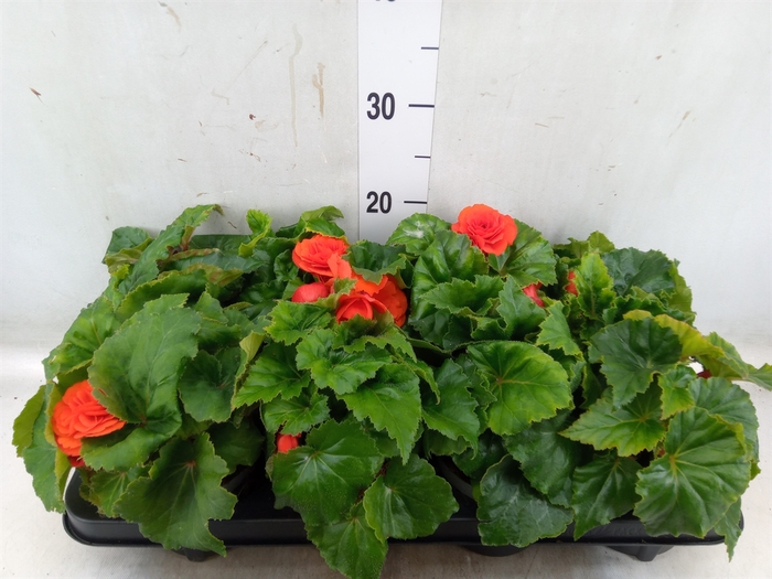 <h4>Begonia tuber. 'Fortune Orange Shd'</h4>