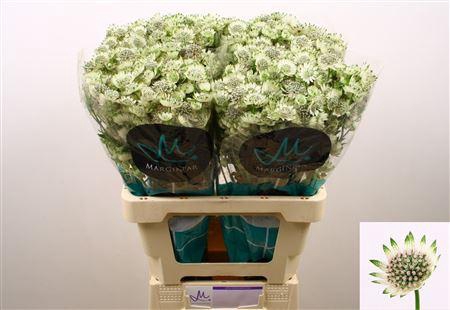 <h4>Astrantia Billion Star Xl</h4>