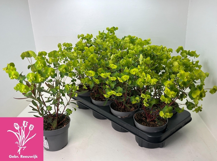 arr8 Euph Am Purpurea