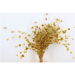 Dried Wheep Bamboo Gold Bunch Slv