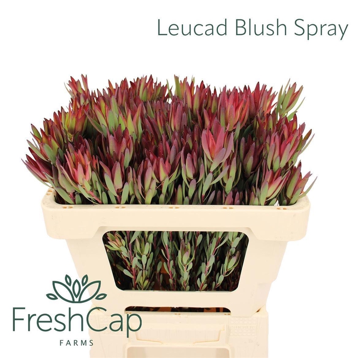 <h4>LEUCAD SAL BLUSH</h4>