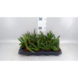 Sansevieria cyl. 'Skyline'