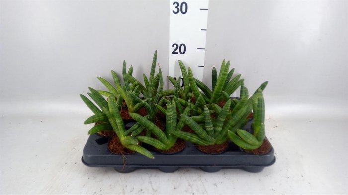 <h4>Sansevieria cyl. 'Skyline'</h4>