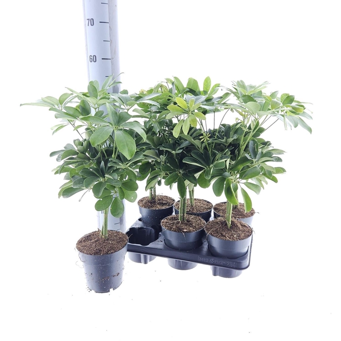 <h4>SCHEF AR NORA</h4>