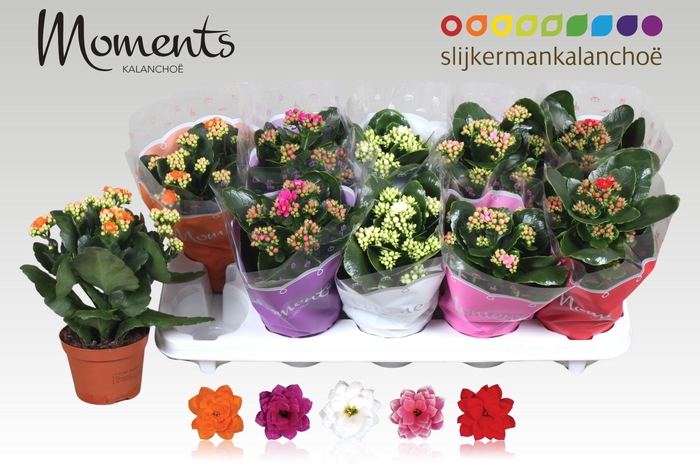 <h4>KAL GE GEM 5 KL</h4>