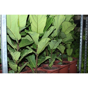 FICUS LYRATA P24