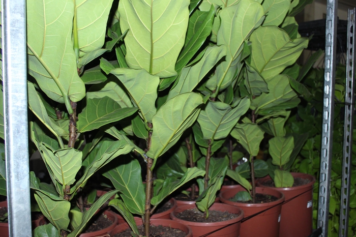 <h4>FICUS LYRATA P24</h4>