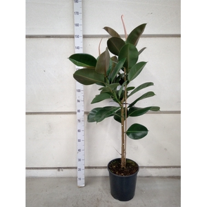 Ficus elastica 'Robusta'