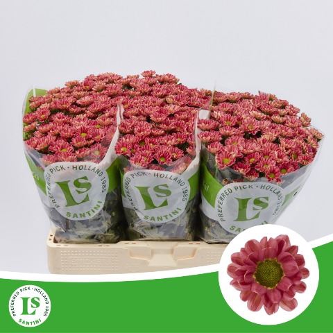 <h4>Chrysanthemum SA 'Rossi Lobster'</h4>