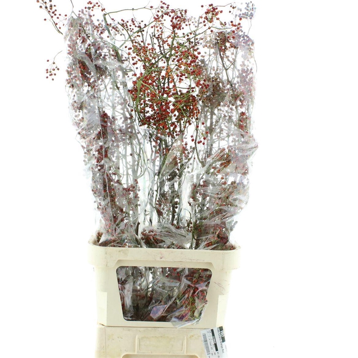 <h4>Rosa Corallo Orange Red</h4>