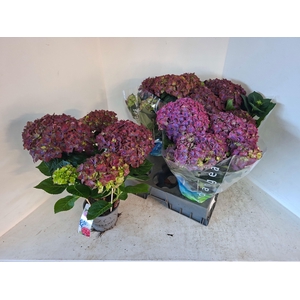 HYDR M REMBR ROSSO G