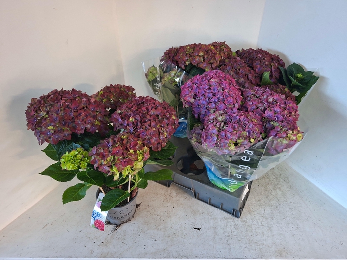 <h4>HYDR M REMBR ROSSO G</h4>