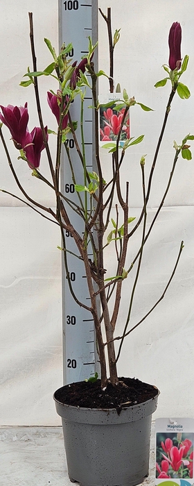 <h4>MAGN LIL NIGRA</h4>