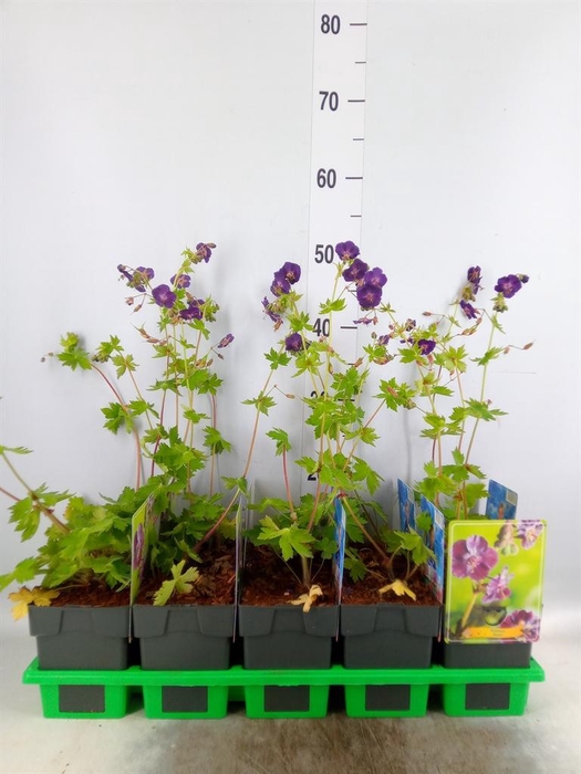 <h4>Geranium   ...</h4>
