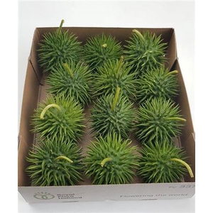 Sier Cucumis Hirsutus