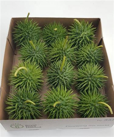 <h4>Sier Cucumis Hirsutus</h4>