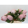 Protea Cynaroides