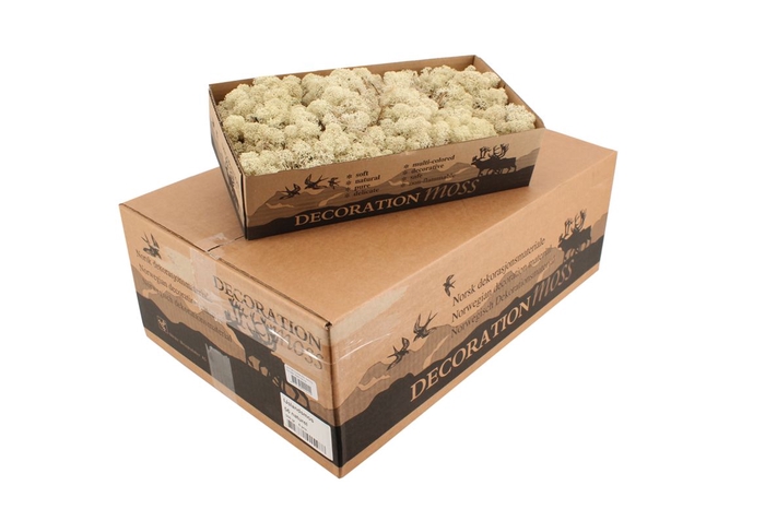 <h4>Reindeer Moss Natural</h4>