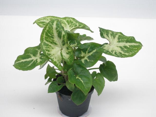 SYNGONIUM PODOPHYLLUM P6 ROBUSTA