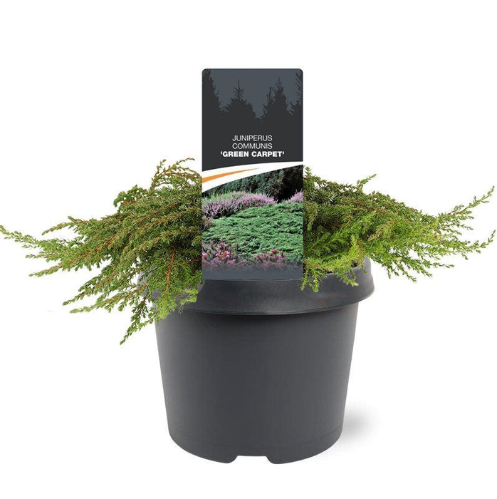 <h4>Juniperus communis Green Carpet</h4>