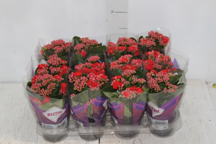 <h4>KALANCHOE DOBRADO MINI P09 VERMELHO</h4>