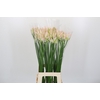 Nerine Bicolor Bionce