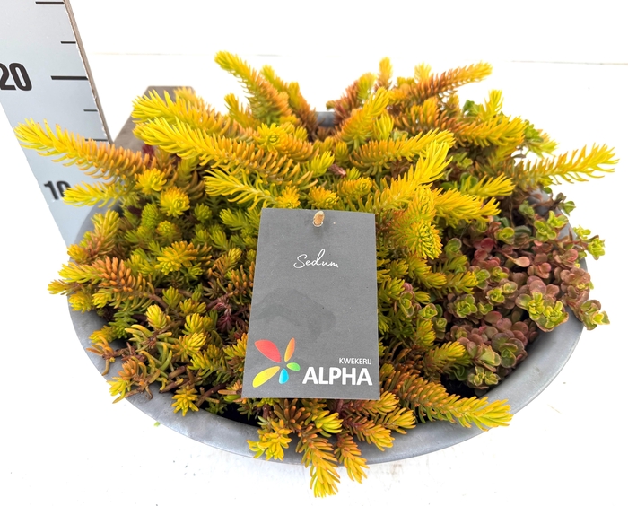 <h4>SEDUM GEM</h4>
