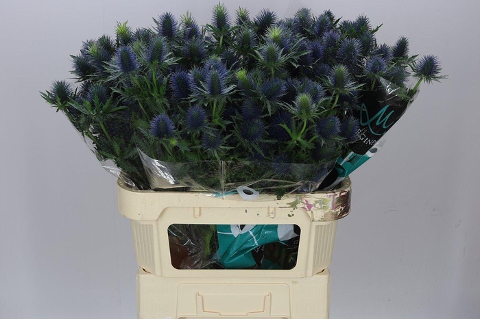 <h4>Eryngium Supernova</h4>