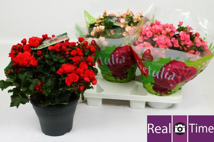 <h4>BEG EN BETULIA GEM</h4>