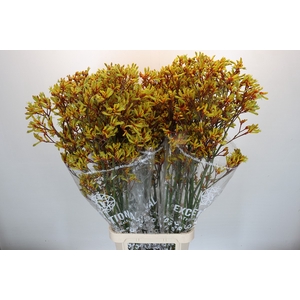 Kangaroo Paw Gold Fever