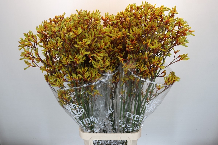 <h4>Kangaroo Paw Gold Fever</h4>