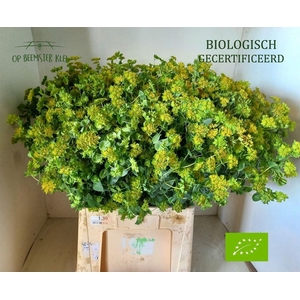 Bupleurum Rotundifolium