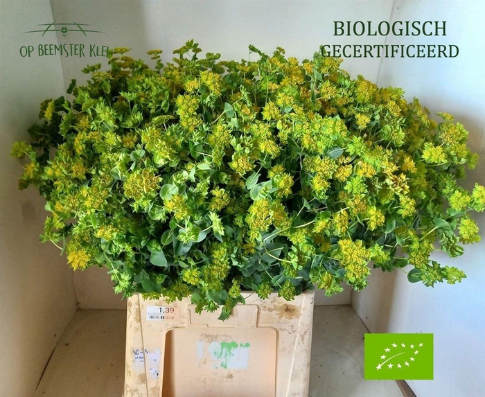 <h4>Bupleurum Rotundifolium</h4>
