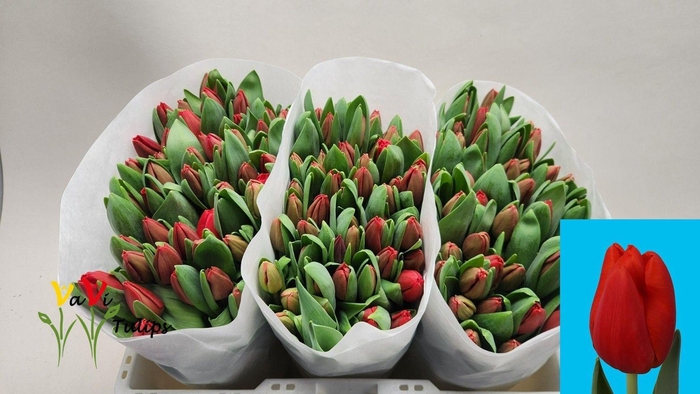 <h4>TU EN ESCAPE</h4>