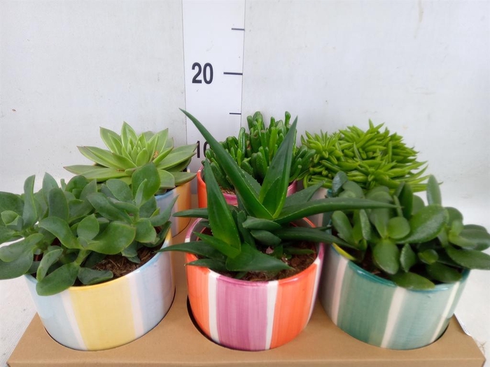 <h4>Succulents   ...</h4>