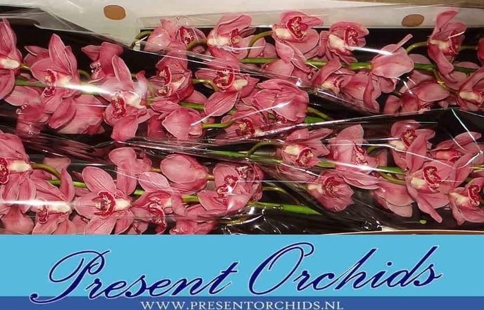 <h4>CYMB T RED DREAM</h4>