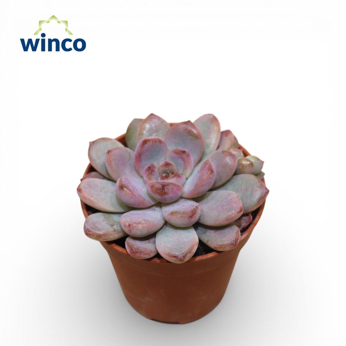 <h4>Echeveria Monroe</h4>