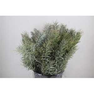 Mimosa Luna D'argento P Bunch