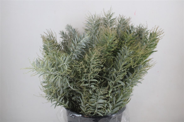 <h4>Mimosa Luna D'argento P Bunch</h4>