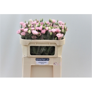 EUS G ROSI LIGHT PIN