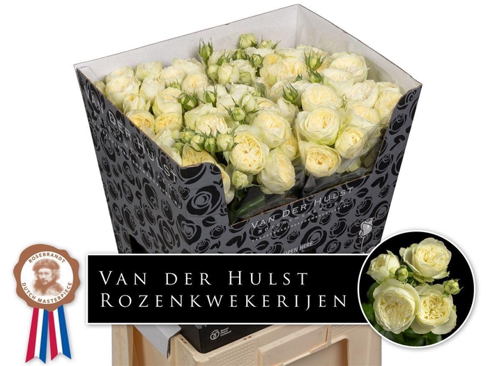 <h4>R Tr Ayala!</h4>