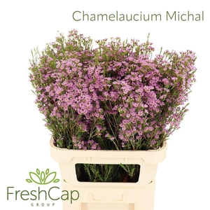 CHAMELAUCIUM UNCI. 'MICHAL'