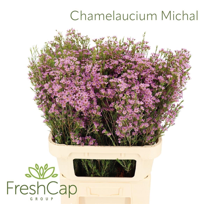 <h4>CHAMELAUCIUM UNCI. 'MICHAL'</h4>