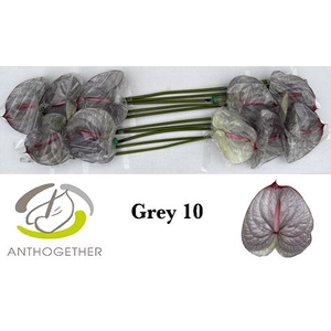 Anthurium Anth A Ov Klb H