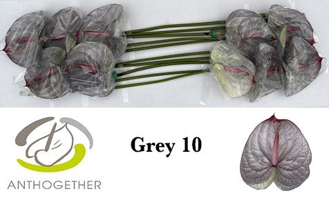 <h4>Anthurium Anth A Ov Klb H</h4>