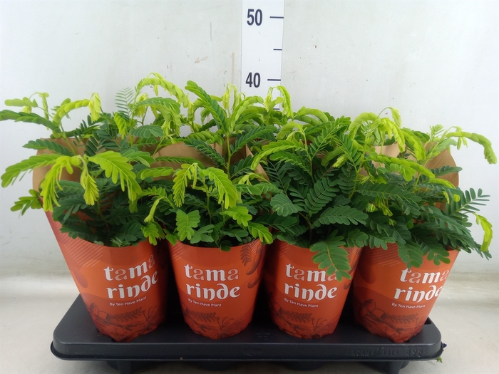 <h4>Tamarindus indica</h4>
