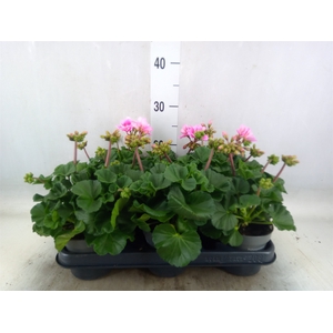 Pelargonium zona.   ...F1