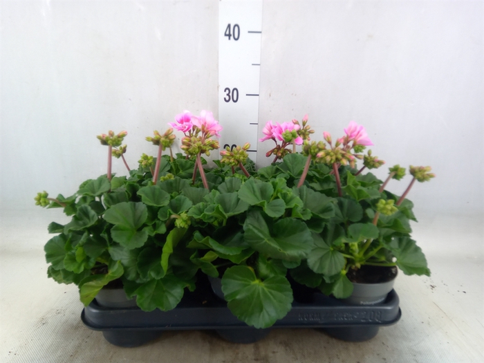 <h4>Pelargonium zona.   ...F1</h4>
