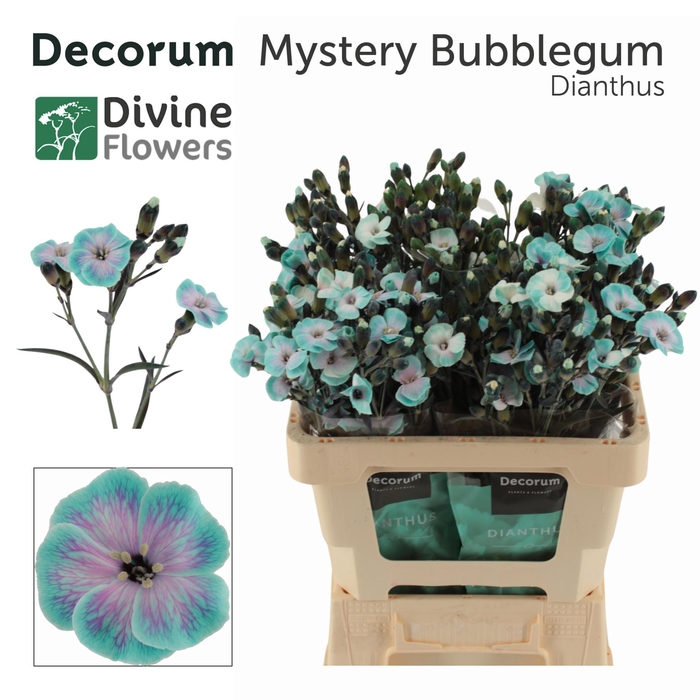 <h4>DI TE MYSTERY BUBBLEGUM H%</h4>